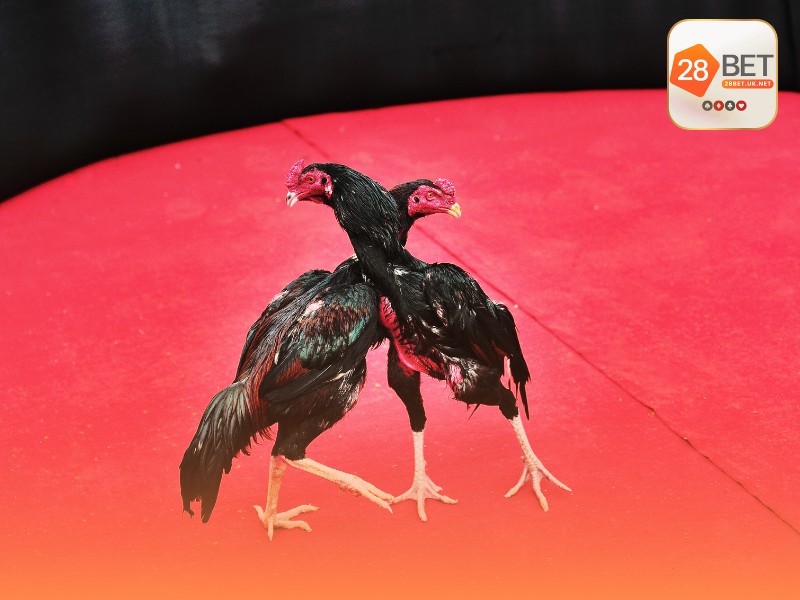 Kinh nghiệm cho người mới xem đá gà cựa dao