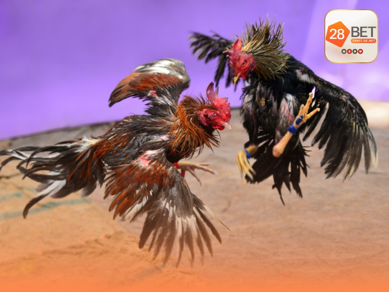 Giới thiệu sảnh cược đá gà trực tuyến uy tín tại 28bet