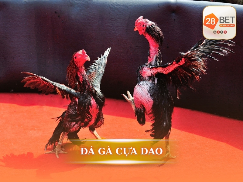 Đá gà cựa dao là gì?